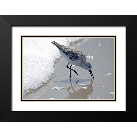 Sandpiper II Black Modern Wood Framed Art Print with Double Matting by Nawrocke, Bruce