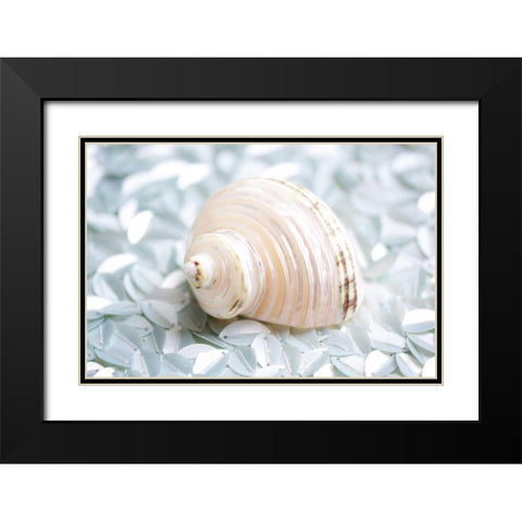Shimmer Shells IV Black Modern Wood Framed Art Print with Double Matting by Bryant, Susan
