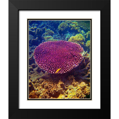 Barrier Reef Coral II Black Modern Wood Framed Art Print with Double Matting by Mansfield, Kathy