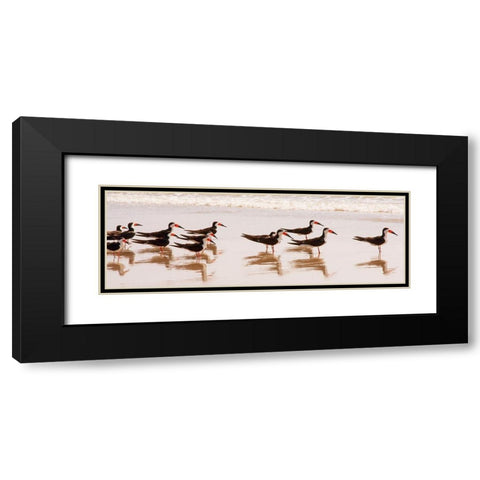 Black Skimmers I Black Modern Wood Framed Art Print with Double Matting by Mansfield, Kathy