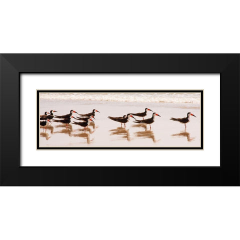 Black Skimmers I Black Modern Wood Framed Art Print with Double Matting by Mansfield, Kathy