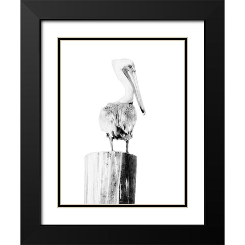 BW Pelican Black Modern Wood Framed Art Print with Double Matting by Mansfield, Kathy