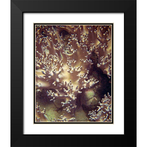 Barrier Reef Coral I Black Modern Wood Framed Art Print with Double Matting by Mansfield, Kathy
