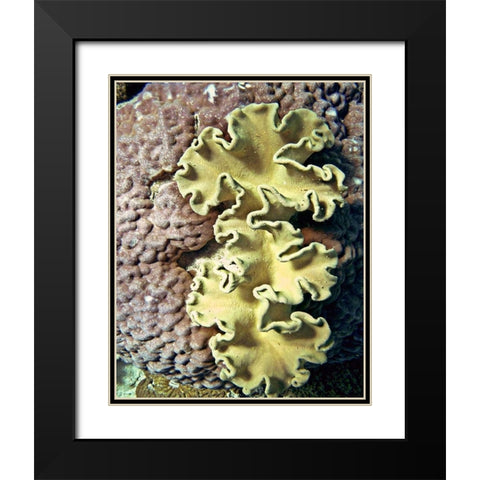 Barrier Reef Coral IV Black Modern Wood Framed Art Print with Double Matting by Mansfield, Kathy