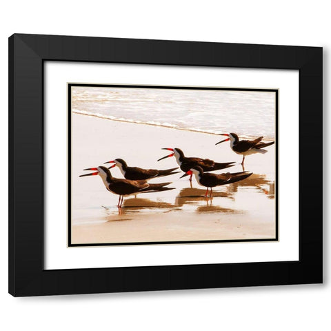 Black Skimmers II Black Modern Wood Framed Art Print with Double Matting by Mansfield, Kathy