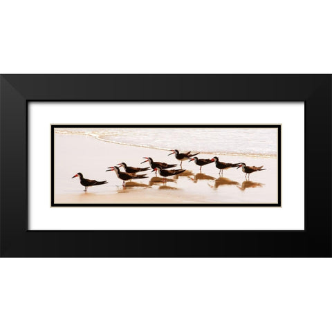 Black Skimmers II Black Modern Wood Framed Art Print with Double Matting by Mansfield, Kathy