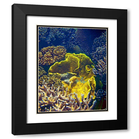 Barrier Reef Coral III Black Modern Wood Framed Art Print with Double Matting by Mansfield, Kathy