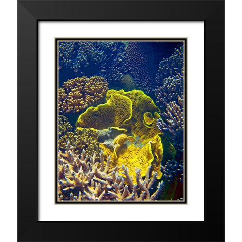 Barrier Reef Coral III Black Modern Wood Framed Art Print with Double Matting by Mansfield, Kathy