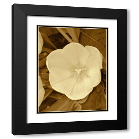 Sepia Blooms II Black Modern Wood Framed Art Print with Double Matting by Rodriguez, Jairo