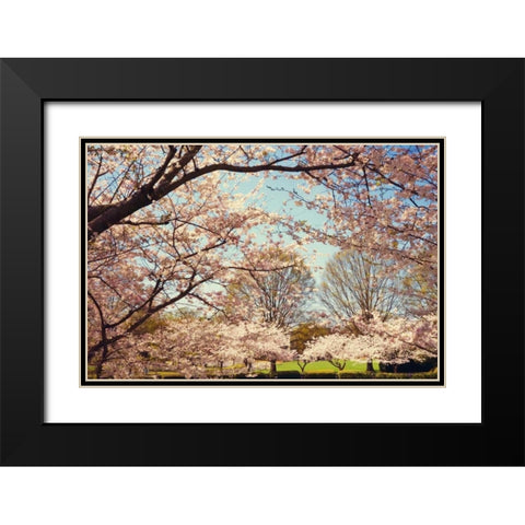 Blossom Beauty I Black Modern Wood Framed Art Print with Double Matting by Mansfield, Kathy