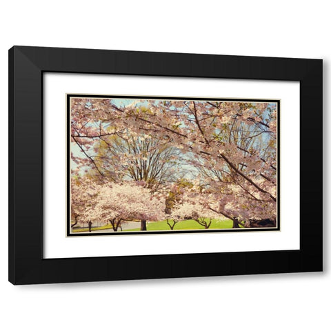 Blossom Beauty II Black Modern Wood Framed Art Print with Double Matting by Mansfield, Kathy