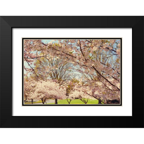 Blossom Beauty II Black Modern Wood Framed Art Print with Double Matting by Mansfield, Kathy