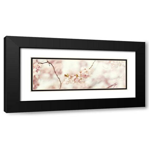 Cherry Blossom Black Modern Wood Framed Art Print with Double Matting by Gardner, Sarah