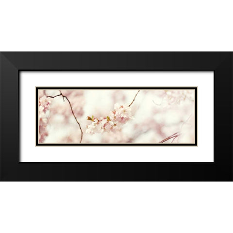 Cherry Blossom Black Modern Wood Framed Art Print with Double Matting by Gardner, Sarah