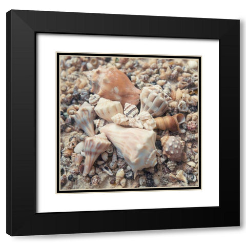 Shell Collection II Black Modern Wood Framed Art Print with Double Matting by Mansfield, Kathy