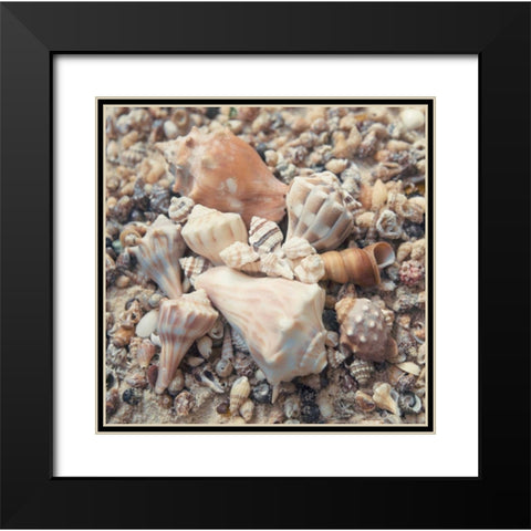 Shell Collection II Black Modern Wood Framed Art Print with Double Matting by Mansfield, Kathy
