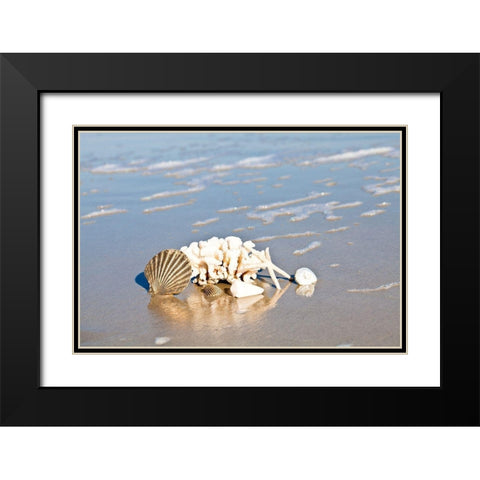 Seashell Reflection Black Modern Wood Framed Art Print with Double Matting by Bryant, Susan