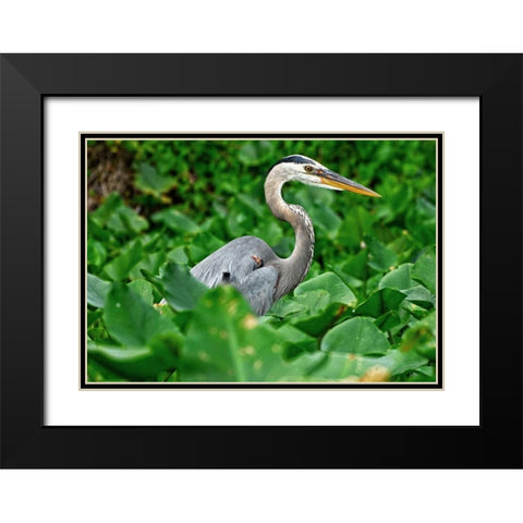 On The Lookout Black Modern Wood Framed Art Print with Double Matting by Nawrocke, Bruce