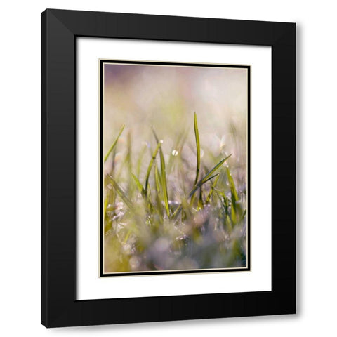 Soft Morning Dew I Black Modern Wood Framed Art Print with Double Matting by Gardner, Sarah