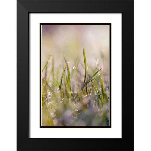 Soft Morning Dew I Black Modern Wood Framed Art Print with Double Matting by Gardner, Sarah