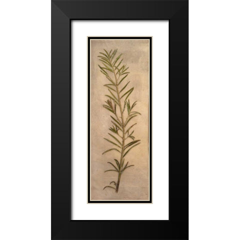 Captured Nature I Black Modern Wood Framed Art Print with Double Matting by Johnson, Walt