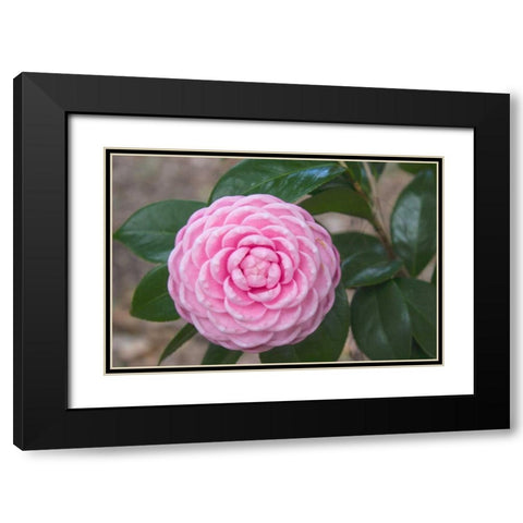 Pink Passion Camillia Black Modern Wood Framed Art Print with Double Matting by Coppel, Anna