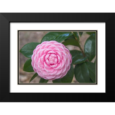 Pink Passion Camillia Black Modern Wood Framed Art Print with Double Matting by Coppel, Anna