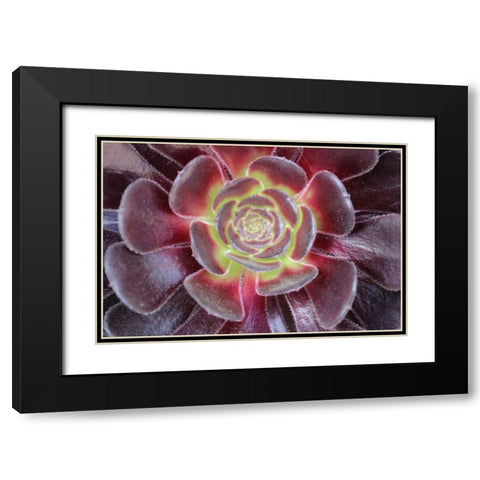 Bright Succulent Black Modern Wood Framed Art Print with Double Matting by Coppel, Anna