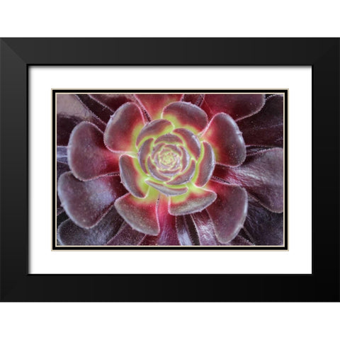 Bright Succulent Black Modern Wood Framed Art Print with Double Matting by Coppel, Anna