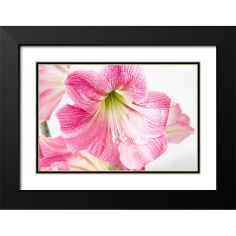 Paradise Blooms Black Modern Wood Framed Art Print with Double Matting by Coppel, Anna
