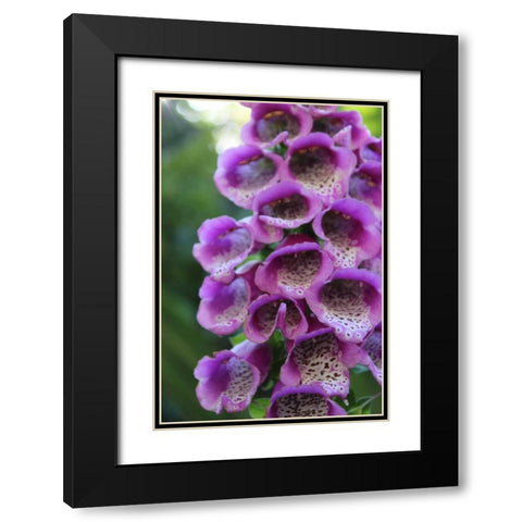 Purple Trailing Flower Black Modern Wood Framed Art Print with Double Matting by Coppel, Anna