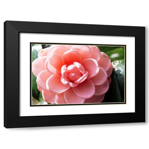Coral Bloom Black Modern Wood Framed Art Print with Double Matting by Coppel, Anna
