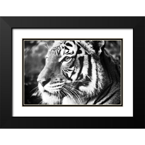 Deep Tiger Black Modern Wood Framed Art Print with Double Matting by Peck, Gail
