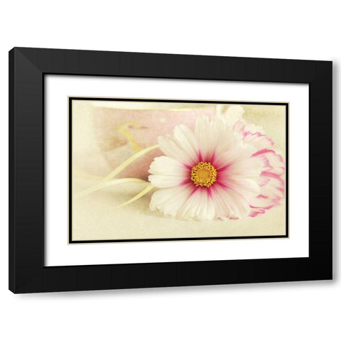 Soft Rose Daisy Black Modern Wood Framed Art Print with Double Matting by Gardner, Sarah