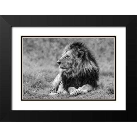 King Of The Jungle Black Modern Wood Framed Art Print with Double Matting by Lake, Shelley