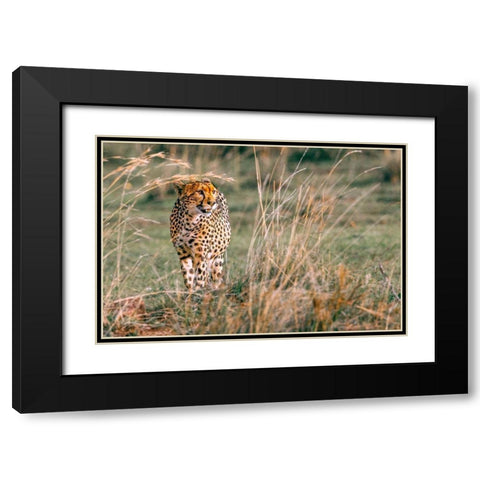 On The Prowl Black Modern Wood Framed Art Print with Double Matting by Lake, Shelley