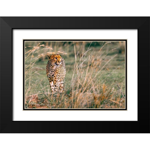 On The Prowl Black Modern Wood Framed Art Print with Double Matting by Lake, Shelley