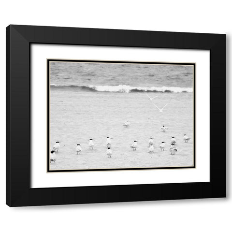 The Coastline Flock Black Modern Wood Framed Art Print with Double Matting by Bill Carson Photography