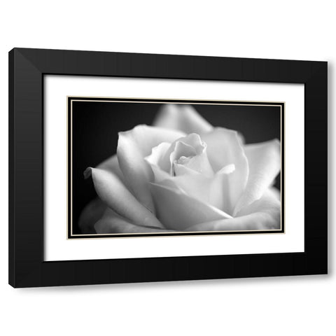 Blooming White Rose Black Modern Wood Framed Art Print with Double Matting by Bill Carson Photography