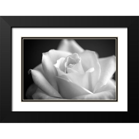 Blooming White Rose Black Modern Wood Framed Art Print with Double Matting by Bill Carson Photography