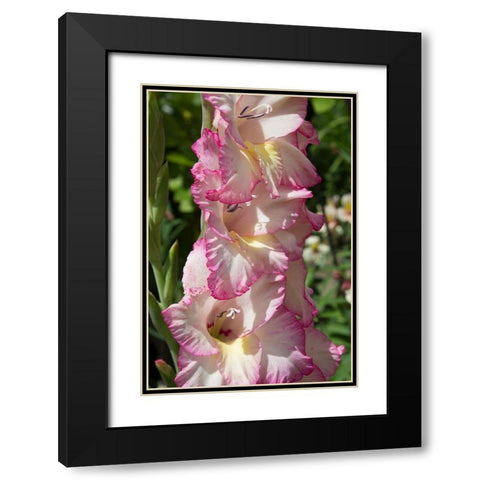 Pink Blooms Black Modern Wood Framed Art Print with Double Matting by Coppel, Anna