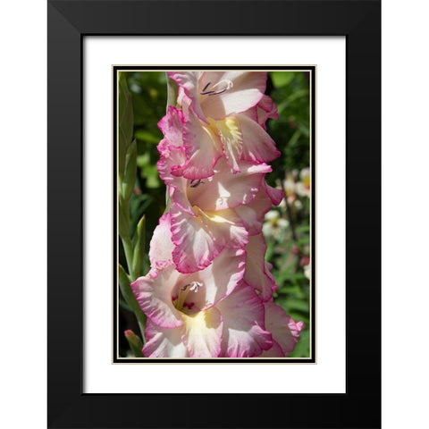 Pink Blooms Black Modern Wood Framed Art Print with Double Matting by Coppel, Anna