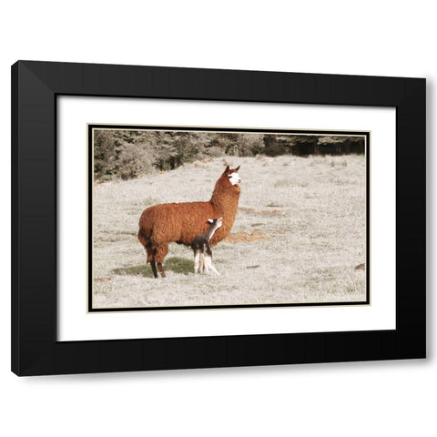 Baby Llama Mama Black Modern Wood Framed Art Print with Double Matting by Coppel, Anna