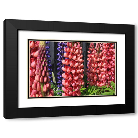 Joyful Flowers Black Modern Wood Framed Art Print with Double Matting by Coppel, Anna