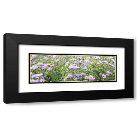 Daisy Field Black Modern Wood Framed Art Print with Double Matting by Coppel, Anna