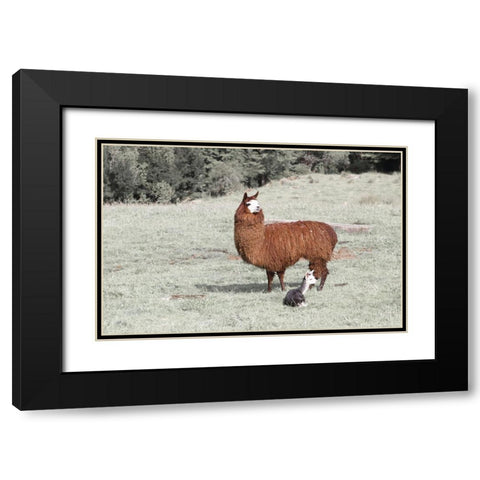 Llama Mama Black Modern Wood Framed Art Print with Double Matting by Coppel, Anna