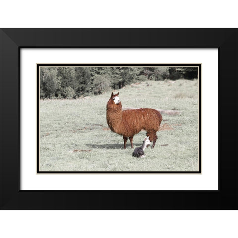 Llama Mama Black Modern Wood Framed Art Print with Double Matting by Coppel, Anna
