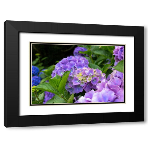 My Garden Blooms Black Modern Wood Framed Art Print with Double Matting by Bonnett, Stede