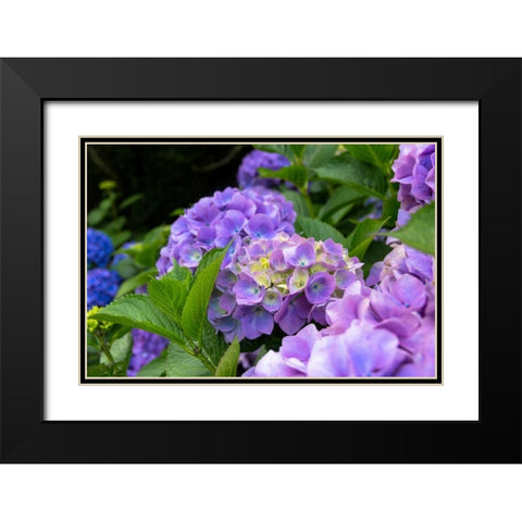 My Garden Blooms Black Modern Wood Framed Art Print with Double Matting by Bonnett, Stede