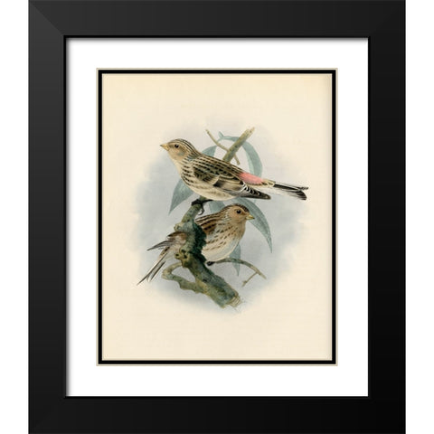 Bird Study II Black Modern Wood Framed Art Print with Double Matting by Piddix